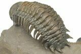 Pair of Crotalocephalina Trilobite Fossils - Atchana, Morocco #222368-5